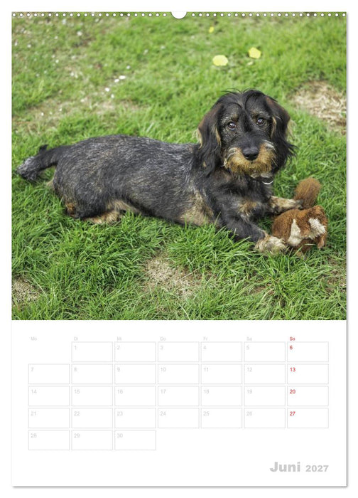 Der Dackel - mein kleiner Freund (CALVENDO Premium Wandkalender 2027)