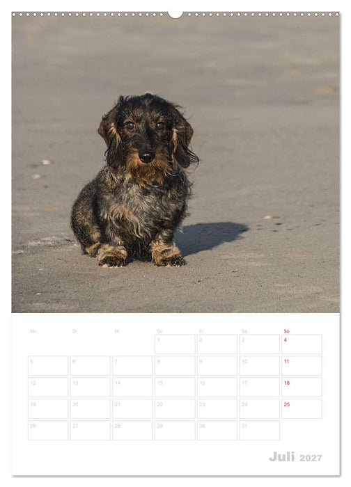 Der Dackel - mein kleiner Freund (CALVENDO Premium Wandkalender 2027)