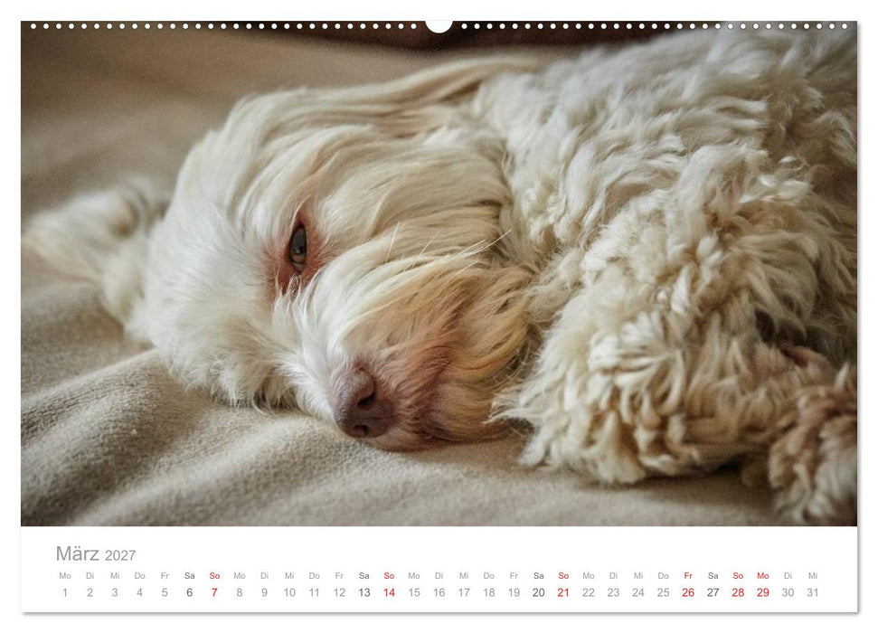 Havaneser - Herz aus Gold (CALVENDO Wandkalender 2027)
