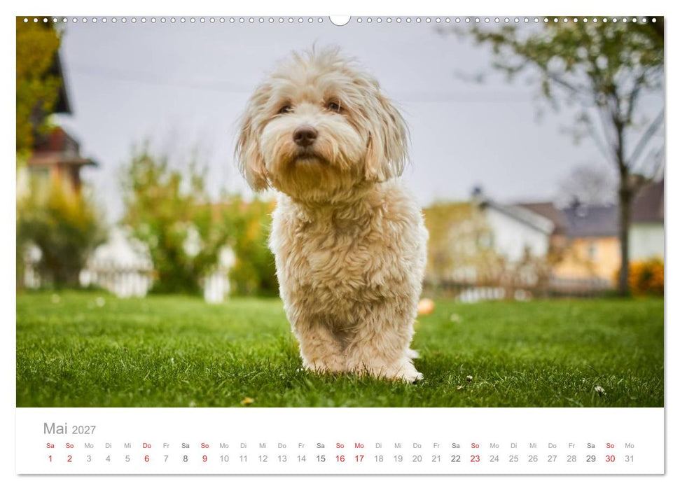Havaneser - Herz aus Gold (CALVENDO Wandkalender 2027)