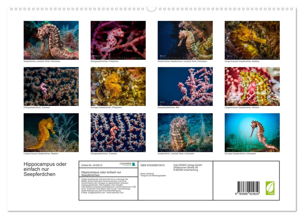 Hippocampus oder einfach nur Seepferdchen (CALVENDO Premium Wandkalender 2027)