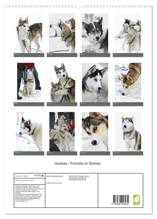 Huskies - Portraits im Schnee (CALVENDO Premium Wandkalender 2027)