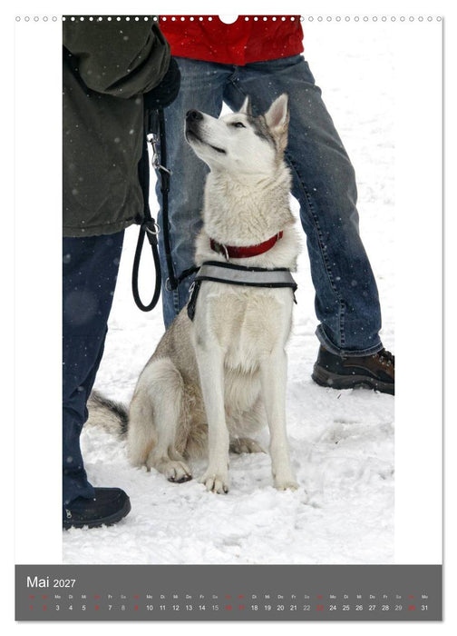 Huskies - Portraits im Schnee (CALVENDO Premium Wandkalender 2027)