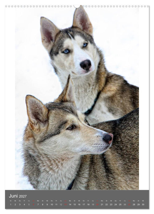 Huskies - Portraits im Schnee (CALVENDO Premium Wandkalender 2027)