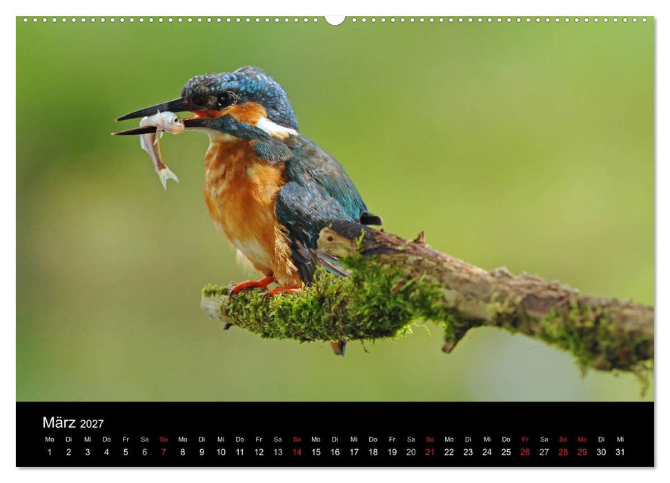 Der Eisvogel...fliegendes Juwel (CALVENDO Premium Wandkalender 2027)