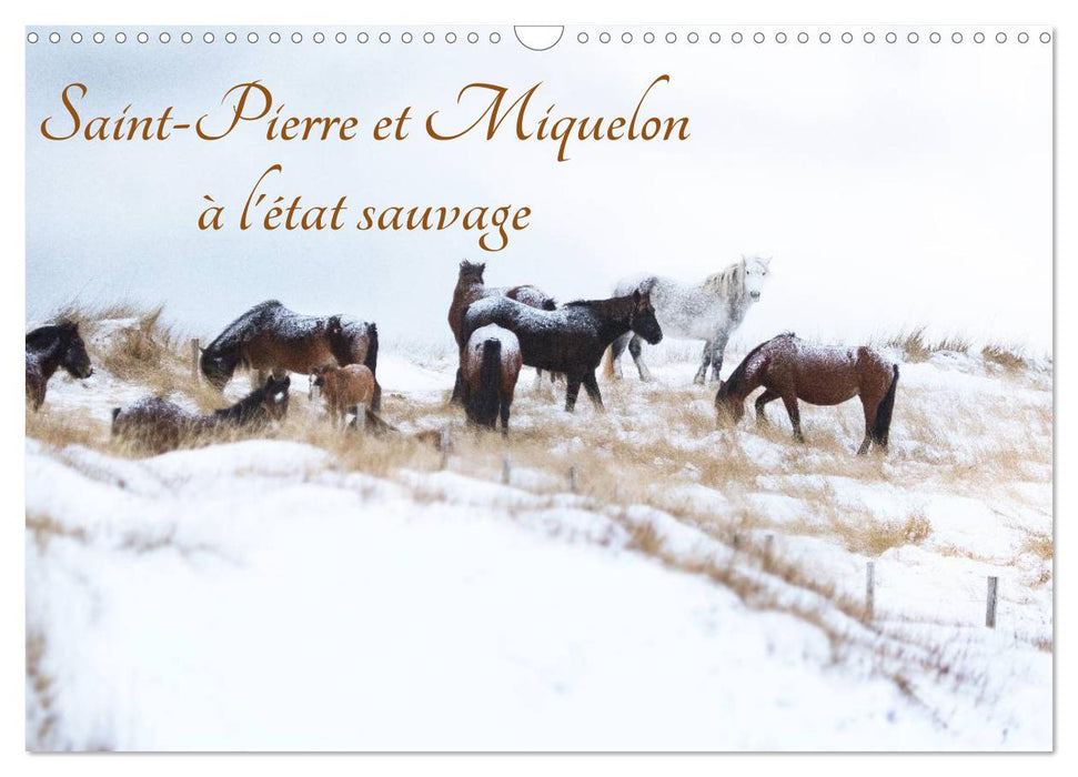 Saint-Pierre et Miquelon à l'état sauvage (CALVENDO Calendrier mensuel 2027)