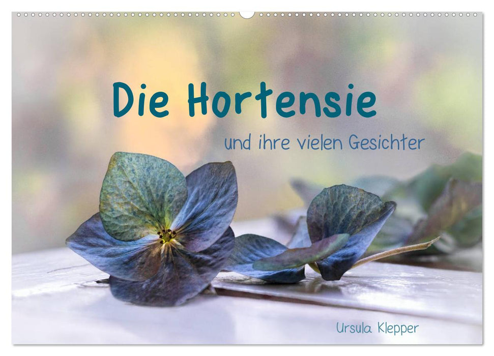 Die Hortensie und ihre vielen Gesichter (CALVENDO Wandkalender 2027)