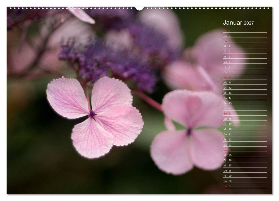 Die Hortensie und ihre vielen Gesichter (CALVENDO Wandkalender 2027)