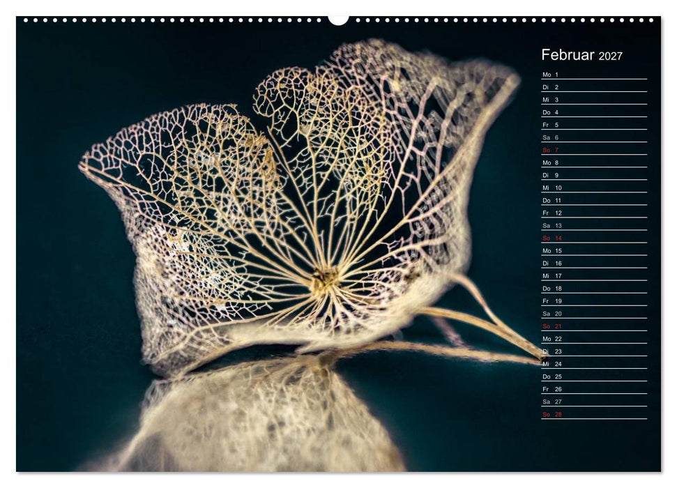 Die Hortensie und ihre vielen Gesichter (CALVENDO Wandkalender 2027)