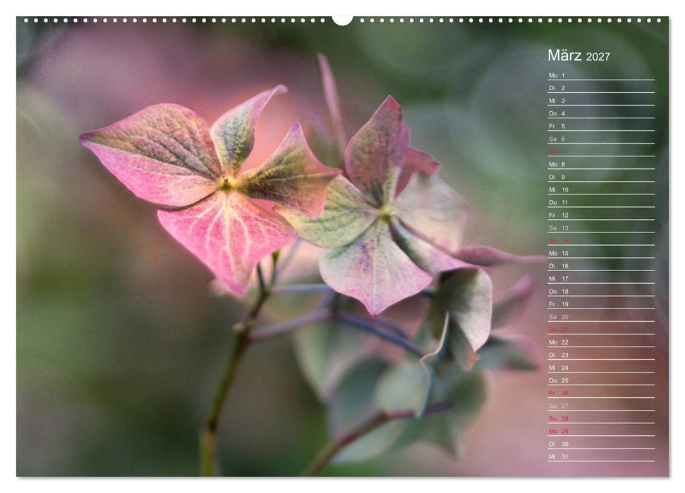 Die Hortensie und ihre vielen Gesichter (CALVENDO Wandkalender 2027)