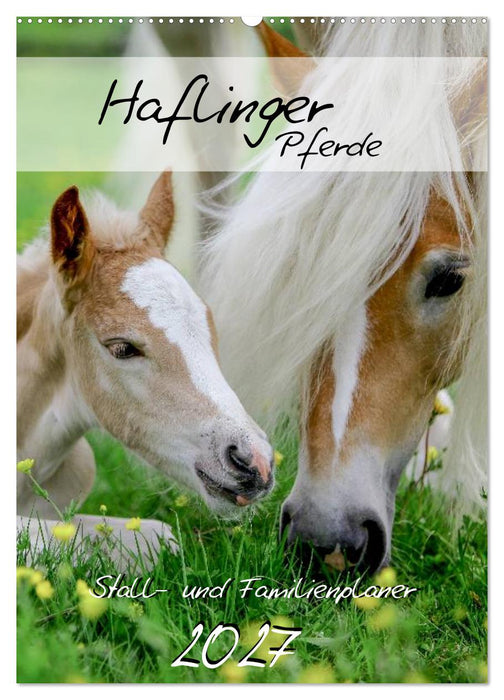 Haflinger Pferde - Stall- und Familienplaner 2027 (CALVENDO Wandkalender 2027)