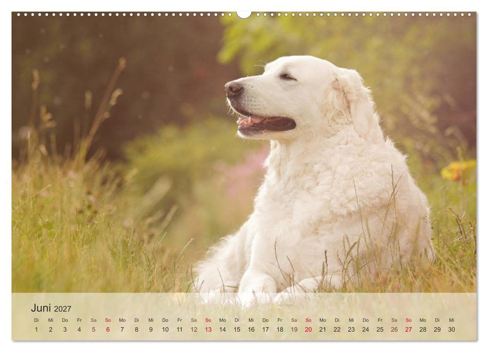 Hunde 2027 - Treue Begleiter (CALVENDO Premium Wandkalender 2027)