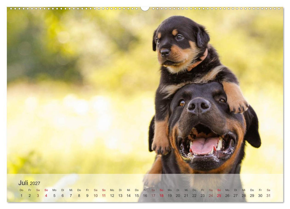 Hunde 2027 - Treue Begleiter (CALVENDO Premium Wandkalender 2027)