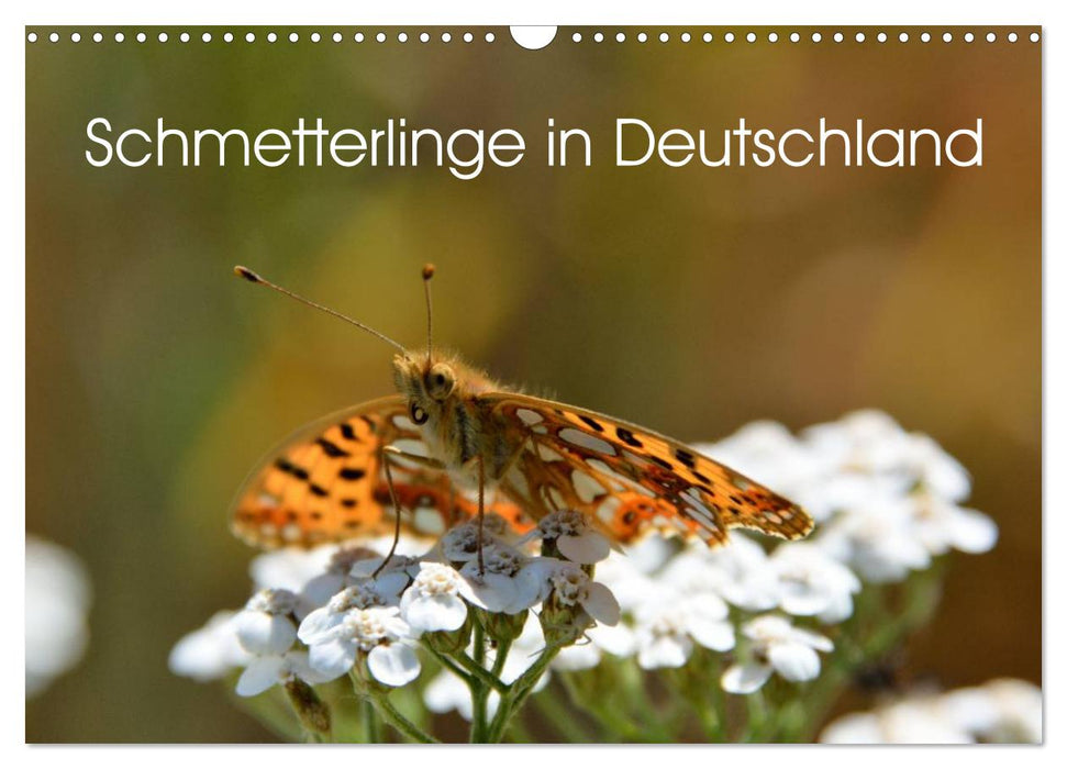 Schmetterlinge in Deutschland (CALVENDO Wandkalender 2027)