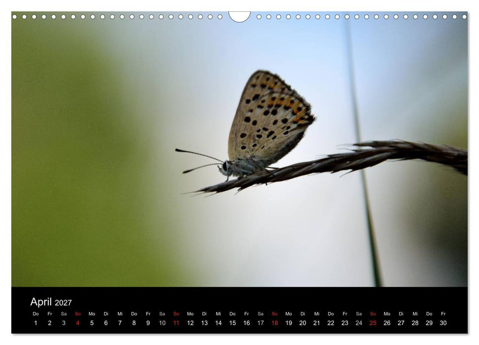 Schmetterlinge in Deutschland (CALVENDO Wandkalender 2027)