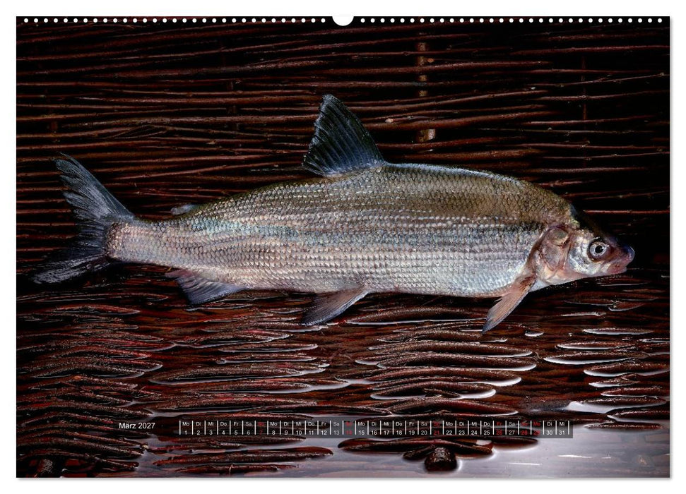 UNSER FISCH. SÜßWASSER. (CALVENDO Premium Wandkalender 2027)