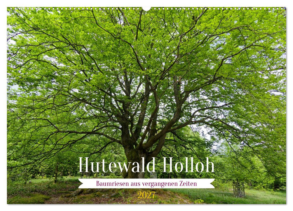 Hutewald Halloh - Baumriesen aus vergangenen Zeiten (CALVENDO Wandkalender 2027)
