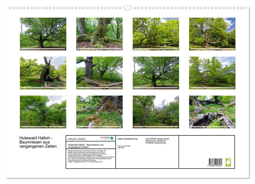 Hutewald Halloh - Baumriesen aus vergangenen Zeiten (CALVENDO Wandkalender 2027)