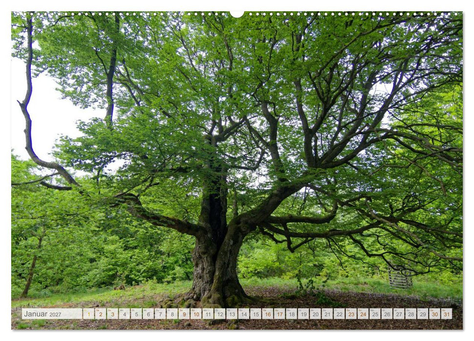 Hutewald Halloh - Baumriesen aus vergangenen Zeiten (CALVENDO Wandkalender 2027)