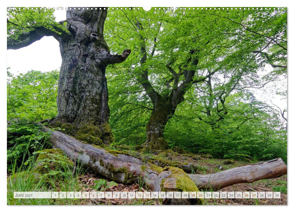 Hutewald Halloh - Baumriesen aus vergangenen Zeiten (CALVENDO Wandkalender 2027)