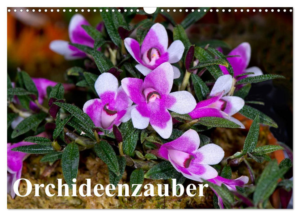 Orchideenzauber (CALVENDO Wandkalender 2027)