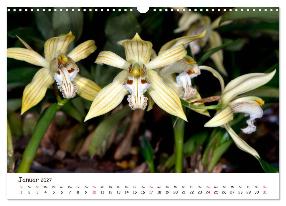 Orchideenzauber (CALVENDO Wandkalender 2027)