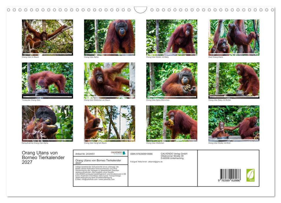Orang Utans von Borneo Tierkalender 2027 (CALVENDO Wandkalender 2027)