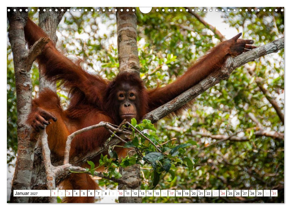 Orang Utans von Borneo Tierkalender 2027 (CALVENDO Wandkalender 2027)