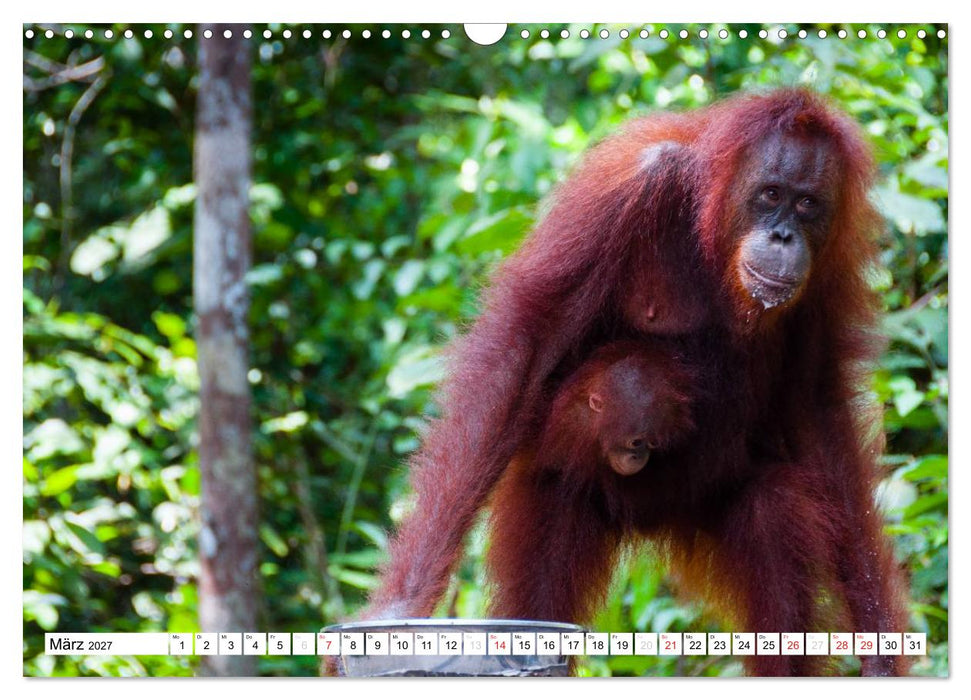 Orang Utans von Borneo Tierkalender 2027 (CALVENDO Wandkalender 2027)