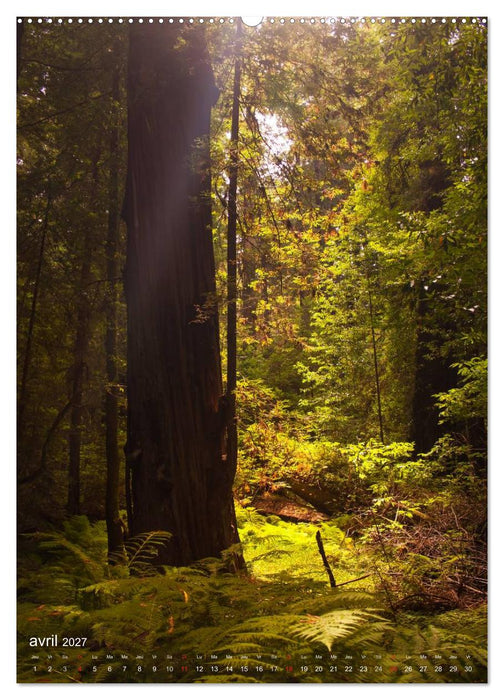 Géants verts de la forêt (CALVENDO Calendrier supérieur 2027)