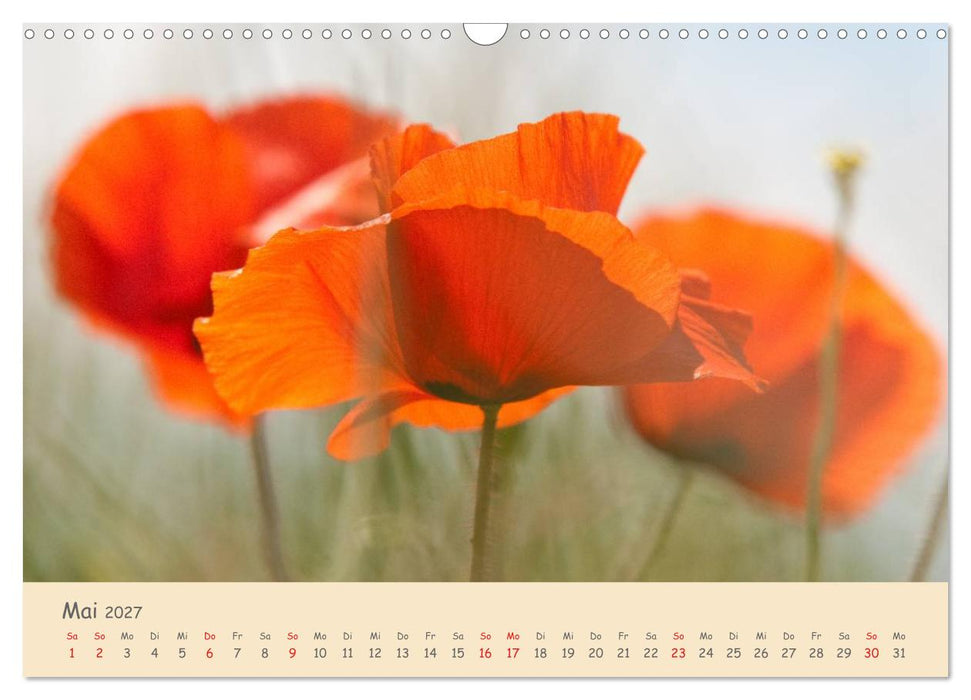 Mohnblumen - rote Schönheiten (CALVENDO Wandkalender 2027)