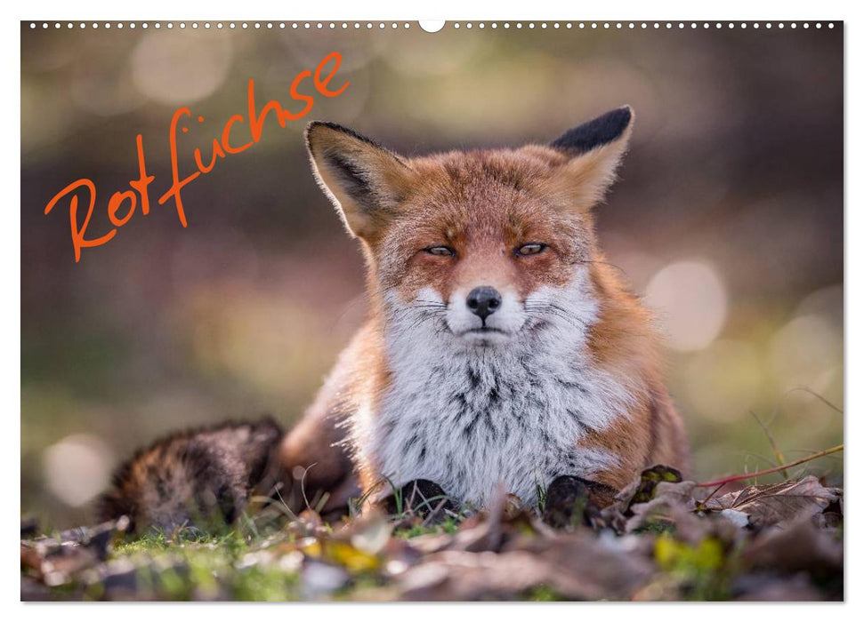 Rotfüchse (CALVENDO Wandkalender 2027)