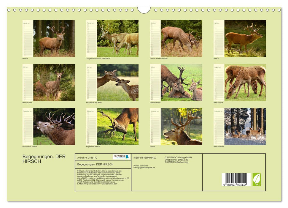 Begegnungen. DER HIRSCH (CALVENDO Wandkalender 2027)