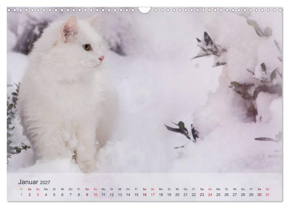 Katzen 2027 Bezaubernde Samtpfoten (CALVENDO Wandkalender 2027)