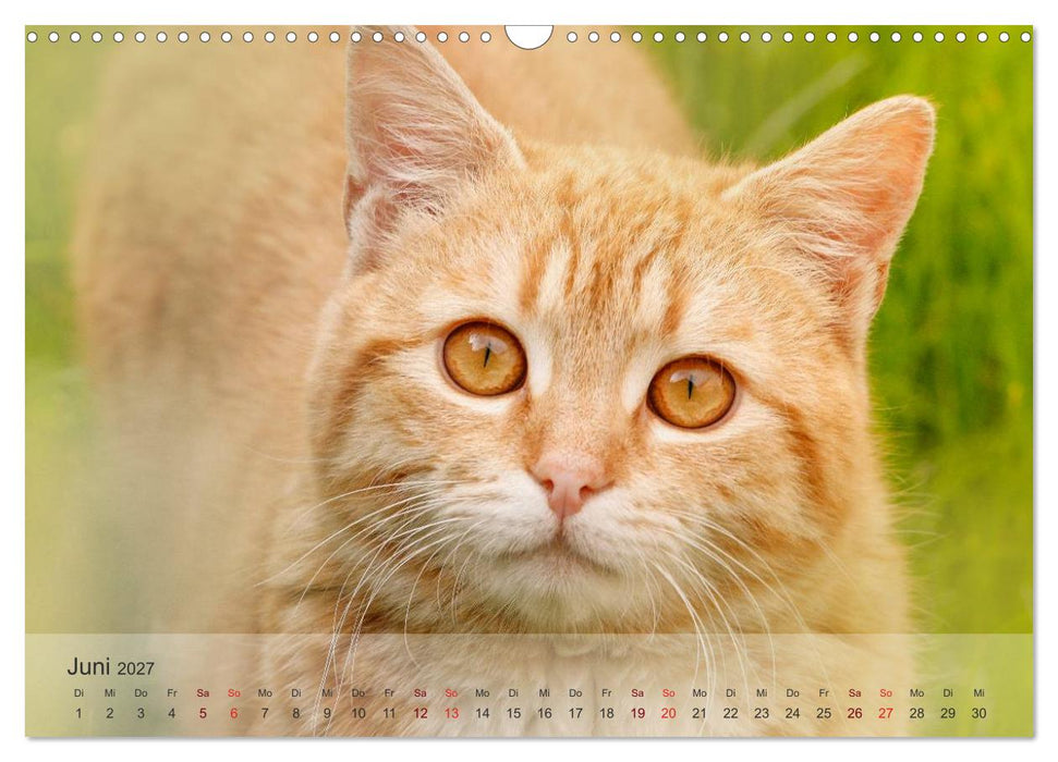 Katzen 2027 Bezaubernde Samtpfoten (CALVENDO Wandkalender 2027)