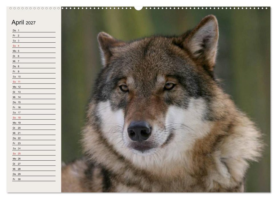 Wölfe. Verwegene Anmut (CALVENDO Wandkalender 2027)