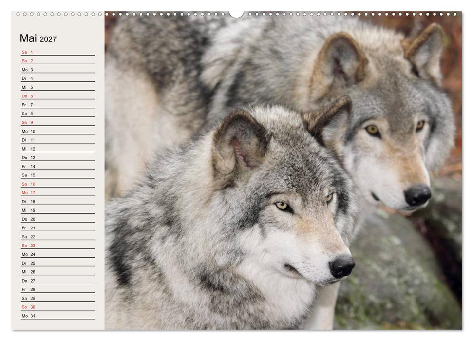 Wölfe. Verwegene Anmut (CALVENDO Wandkalender 2027)