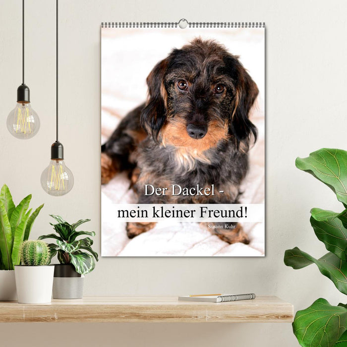 Der Dackel - mein kleiner Freund (CALVENDO Wandkalender 2027)