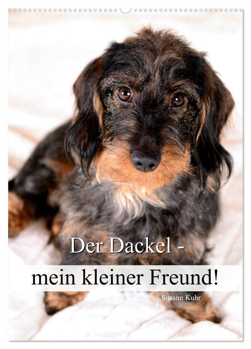 Der Dackel - mein kleiner Freund (CALVENDO Wandkalender 2027)