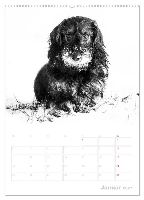 Der Dackel - mein kleiner Freund (CALVENDO Wandkalender 2027)