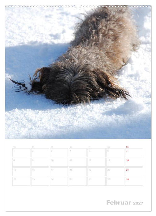 Der Dackel - mein kleiner Freund (CALVENDO Wandkalender 2027)