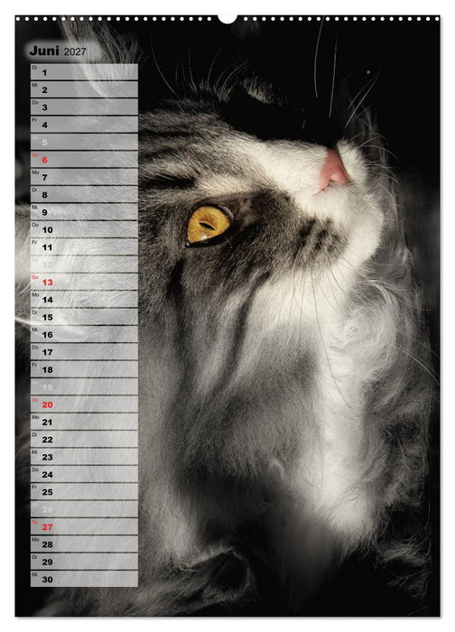 DIE GEFÜHLSWELT (CALVENDO Wandkalender 2027)