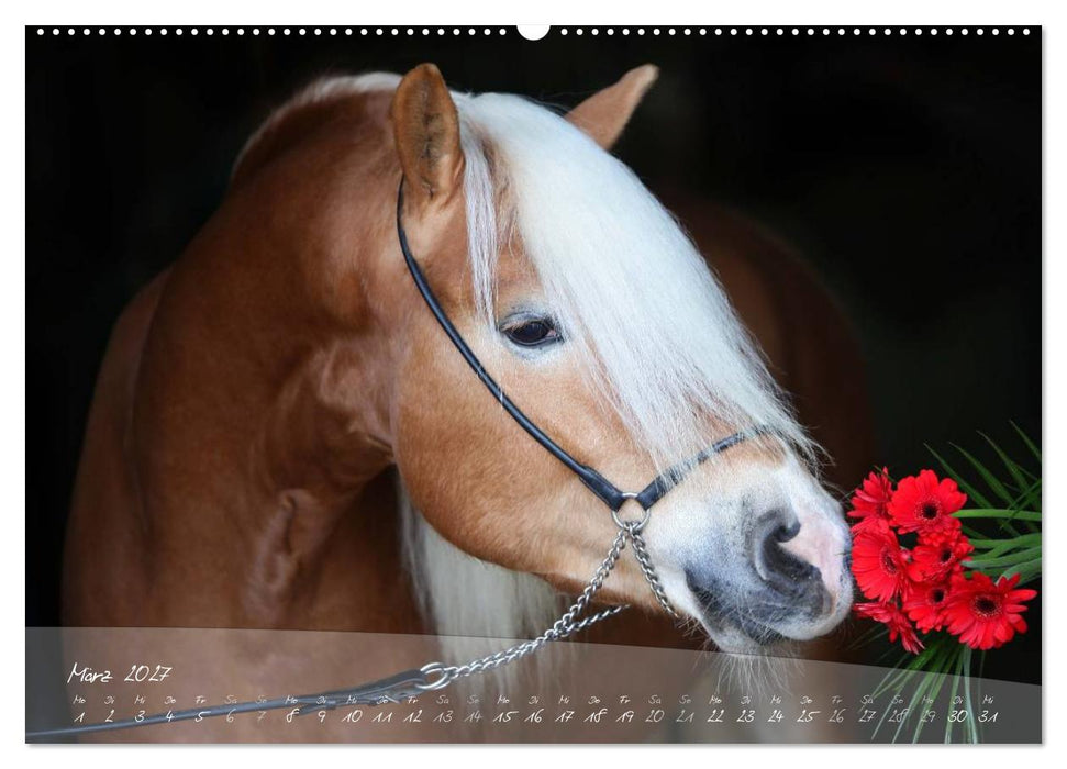 Haflinger-Pferde in Reinzucht (CALVENDO Wandkalender 2027)
