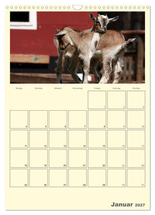 Zwergziegen (CALVENDO Wandkalender 2027)