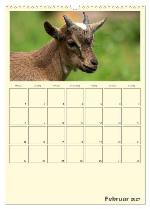 Zwergziegen (CALVENDO Wandkalender 2027)