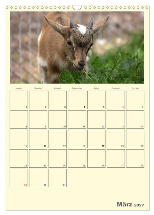 Zwergziegen (CALVENDO Wandkalender 2027)