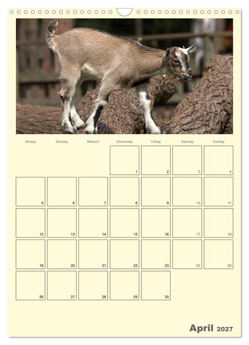 Zwergziegen (CALVENDO Wandkalender 2027)