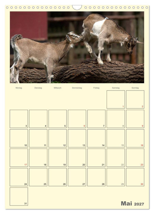 Zwergziegen (CALVENDO Wandkalender 2027)