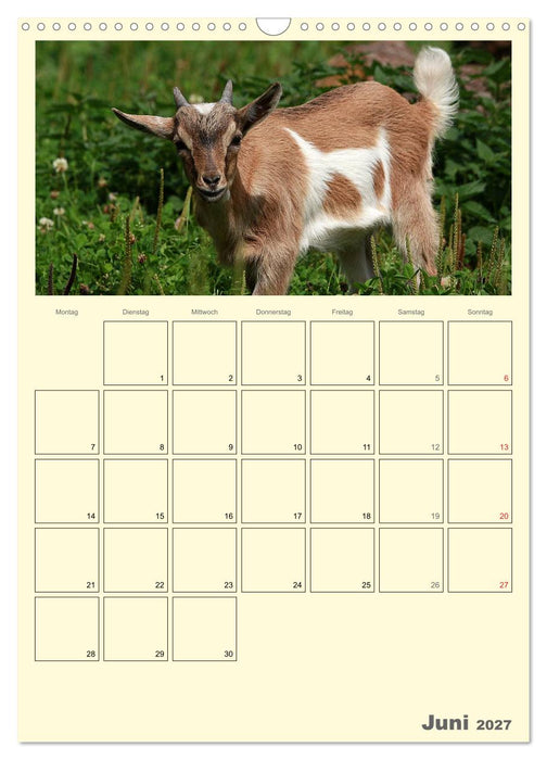 Zwergziegen (CALVENDO Wandkalender 2027)