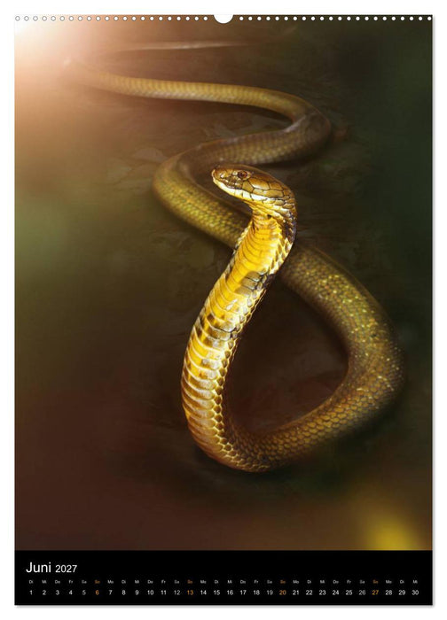 Auge in Auge mit coolen Typen - REPTILIEN (CALVENDO Wandkalender 2027)
